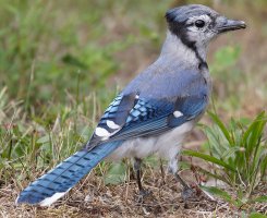 Blue_Jay_915A5936_DxO-small_Kejimkuji.jpg