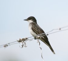 mockingbird_3Q7A2743_DxO-Mockingbird.jpg