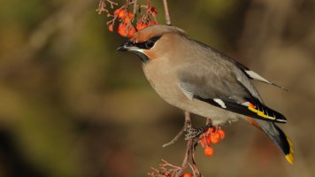 BWaxwing_1D4_2274.JPG