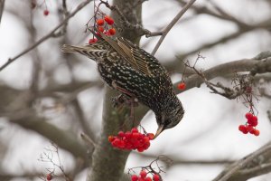 IMG_2093 raw.JPG