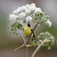 AmericanGoldfinch+Plant_Square8990_DxO.jpg