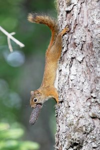 squirrel+cone_3Q7A2822_DxO-small.jpg