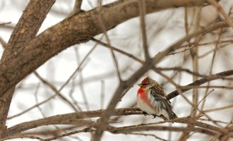 IMG_4267_DxO_DxO.jpg