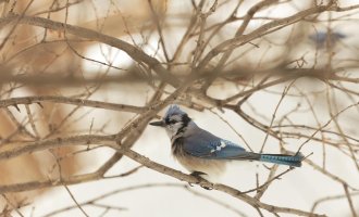 IMG_4279_DxO.jpg