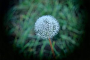 _DSF0760-Edit-Edit copy copy.jpg