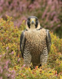 Falconry-104.JPG