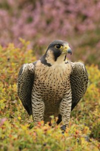 Falconry-105.JPG