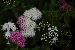 Church flowers_28222.JPG
