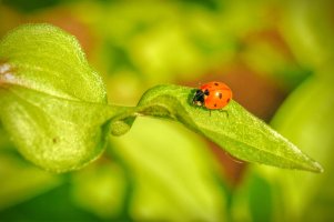 Ladybug.jpg