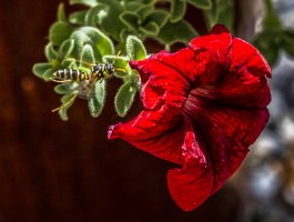 Flying Wasp 135Z 6D 1.jpg