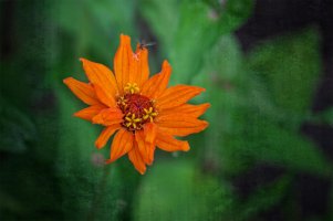 _DSF0776 copy copy.jpg