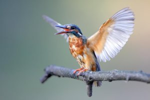 IMG_5354e.jpg