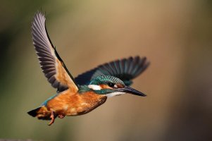 IMG_3816e.jpg