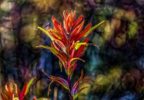 Indian Paintbrush 400ii 5D.jpg