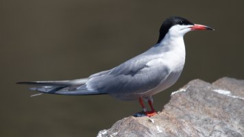 IMG_7450.jpg