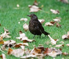 Blackbird_autumnleaves_3Q7A3651_DxO_DO_CR.jpg