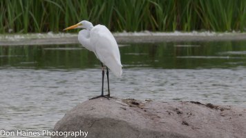 IMG_0346.jpg
