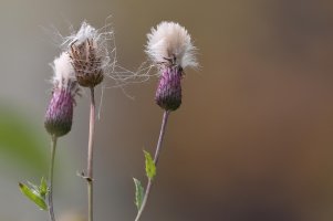 Thistle_33714.JPG