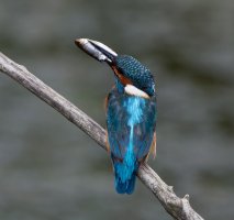 Kingfisher+fish+3Q7A4042_DxO_CR.jpg