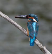 Kingfisher+fish_3Q7A4014_DxO_CR.jpg
