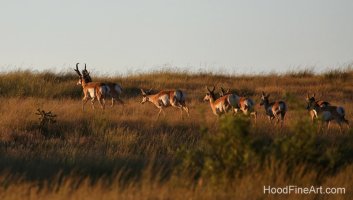 pronghorn_Chihuahuan A2994.JPG