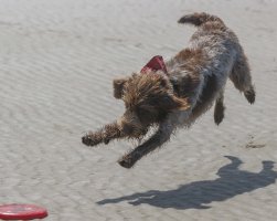 chewie pounces                                          .JPG