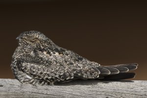 nighthawk sleeping.jpg