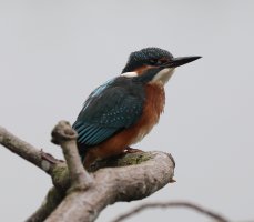 Kingfisher_CR_2B4A0745.JPG