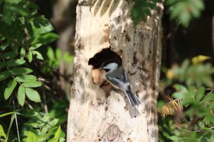 chickadee_400DO_II_34061.JPG
