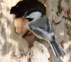 chickadee crop not downsized_34061.JPG