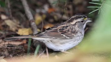 Sparrow crop not downsized_34069.JPG