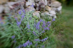 lensbaby-2464-s.jpg