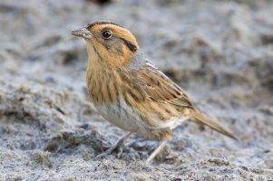 Nelson's Sharp-tailed Sparrow 101.jpg