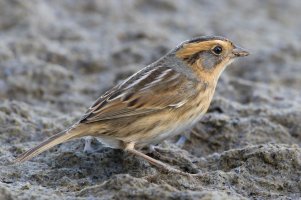 Nelson's Sharp-tailed Sparrow 102.jpg