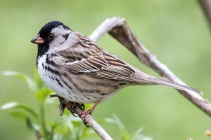 Harris's Sparrow 101.jpg