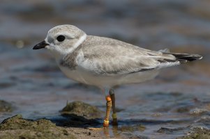 Piping Plover (juvenile) 101.jpg