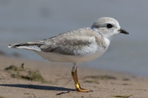 Piping Plover (juvenile) 102.jpg