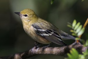 Bay-breasted Warbler (female-fall).jpg