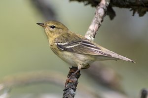 Blackpoll (1st fall).jpg