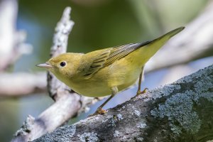 Yellow Warbler (1st fall female).jpg