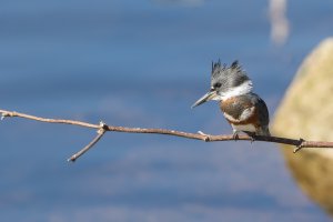 Belted kingfisher-101.JPG
