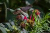 hummingbird and flower 3 - Copy.jpg