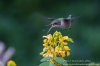 hummingbird and bug - Copy.jpg