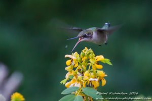 hummingbird and bug - Copy.jpg