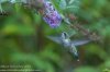 hummingbird and butterfly bush - Copy.jpg