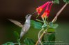hummingbird and trumpet vine 4 - Copy.jpg