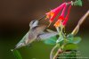 hummingbird and trumpet vine 5 - Copy.jpg