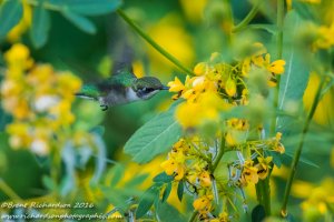 hummingbird and flower 1 - Copy.jpg
