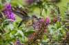 hummingbird and butterfly bush 3 - Copy.jpg