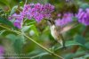 hummingbird and butterfly bush 4 - Copy.jpg